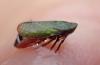 Tettigometra virescens